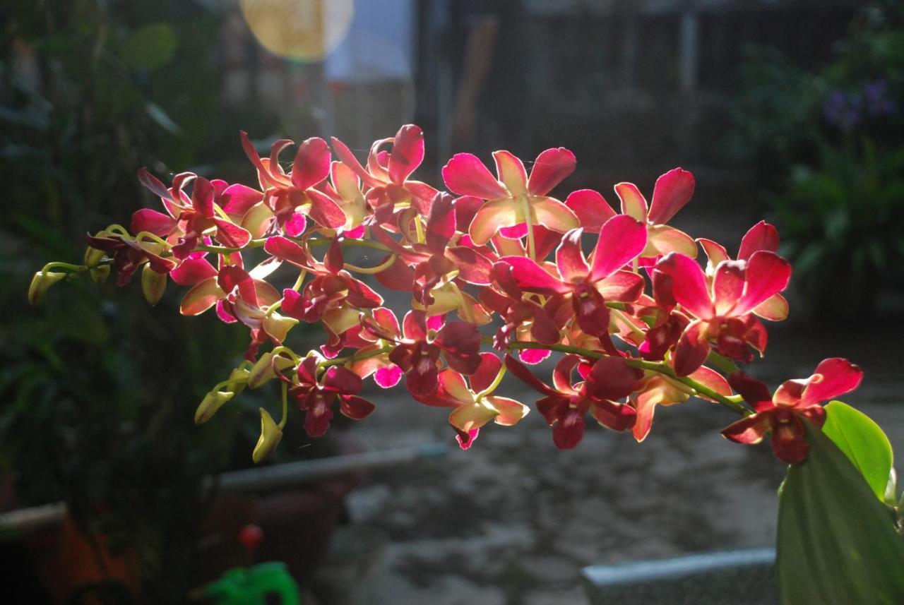 Villa Orchid Garden Riverside Hoi An Exterior photo