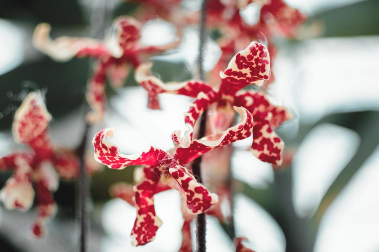 Villa Orchid Garden Riverside Hoi An Exterior photo